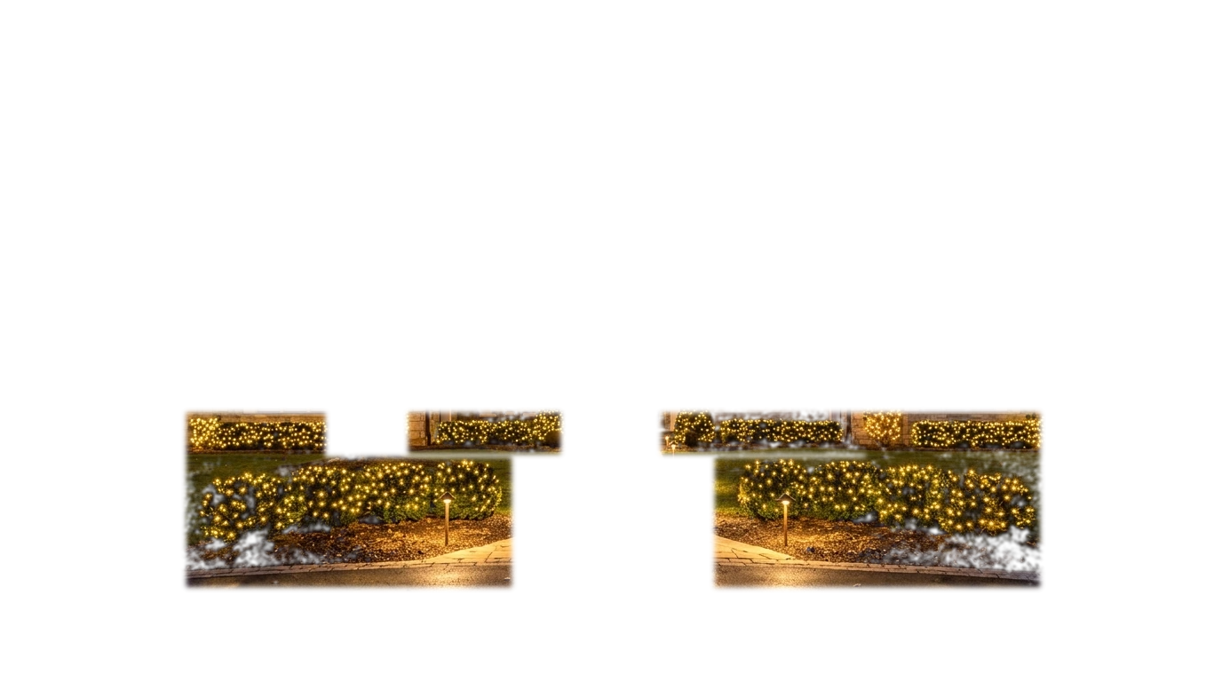 Bushes and shrubs lighting